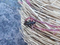 Phymatodes testaceus
