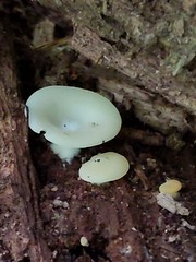 Crepidotus stipitatus