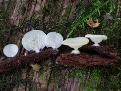 Crepidotus stipitatus