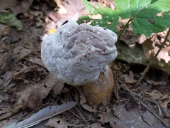 Hypomyces melanocarpus