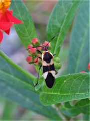 Oncopeltus sandarachatus