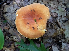 Lactifluus rugatus