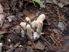 Clavariadelphus americanus