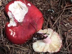 Russula californiensis