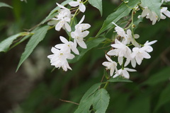 Deutzia gracilis