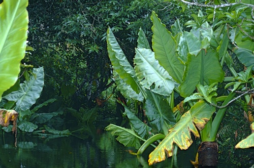 Water Banana