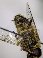 Eristalis rupium
