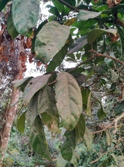 Cola nitida