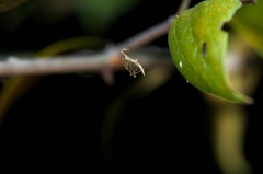 Rhomphaea