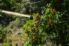 Heptapleurum ellipticum