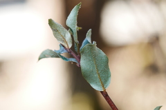Elaeagnus viridis