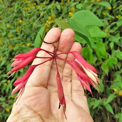 Bauhinia erythrocalyx