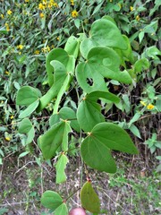 Bauhinia erythrocalyx