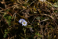 Gentiana taliensis