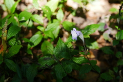 Strobilanthes forrestii