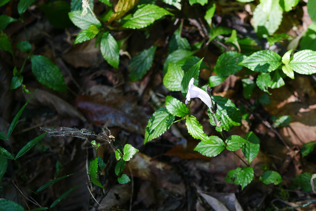Strobilanthes forrestii (Strobilanthes forrestii)