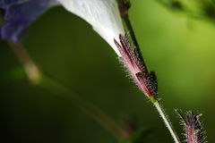 Strobilanthes forrestii
