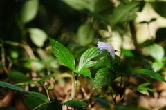 Strobilanthes forrestii