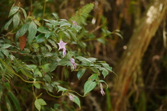 Crawfurdia angustata