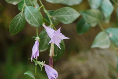Crawfurdia angustata