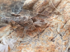 Lobosceliana