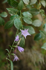 Crawfurdia angustata