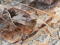 Lobosceliana