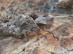 Lobosceliana