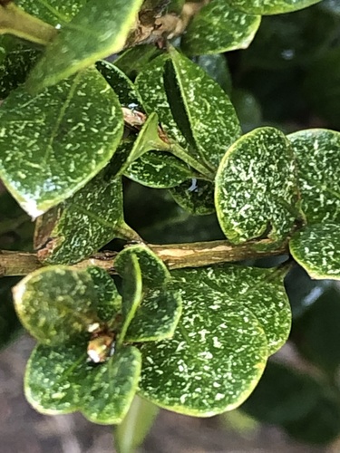 Boxwood Mite