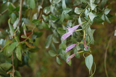 Crawfurdia angustata