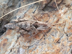 Lobosceliana