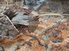 Lobosceliana