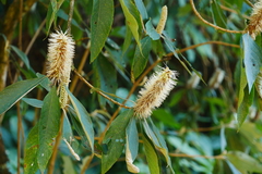 Leucosceptrum canum