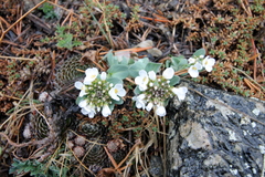 Noccaea cochleariformis