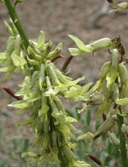 Astragalus atropubescens