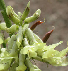 Astragalus atropubescens