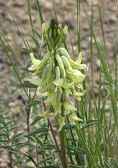Astragalus atropubescens