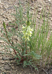 Astragalus atropubescens