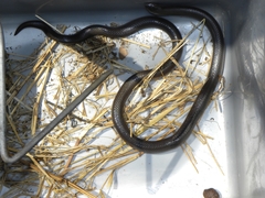 Atractaspis duerdeni