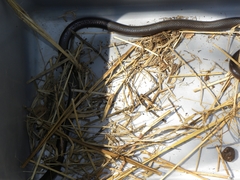 Atractaspis duerdeni