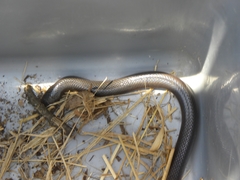 Atractaspis duerdeni