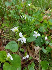 Viola striata
