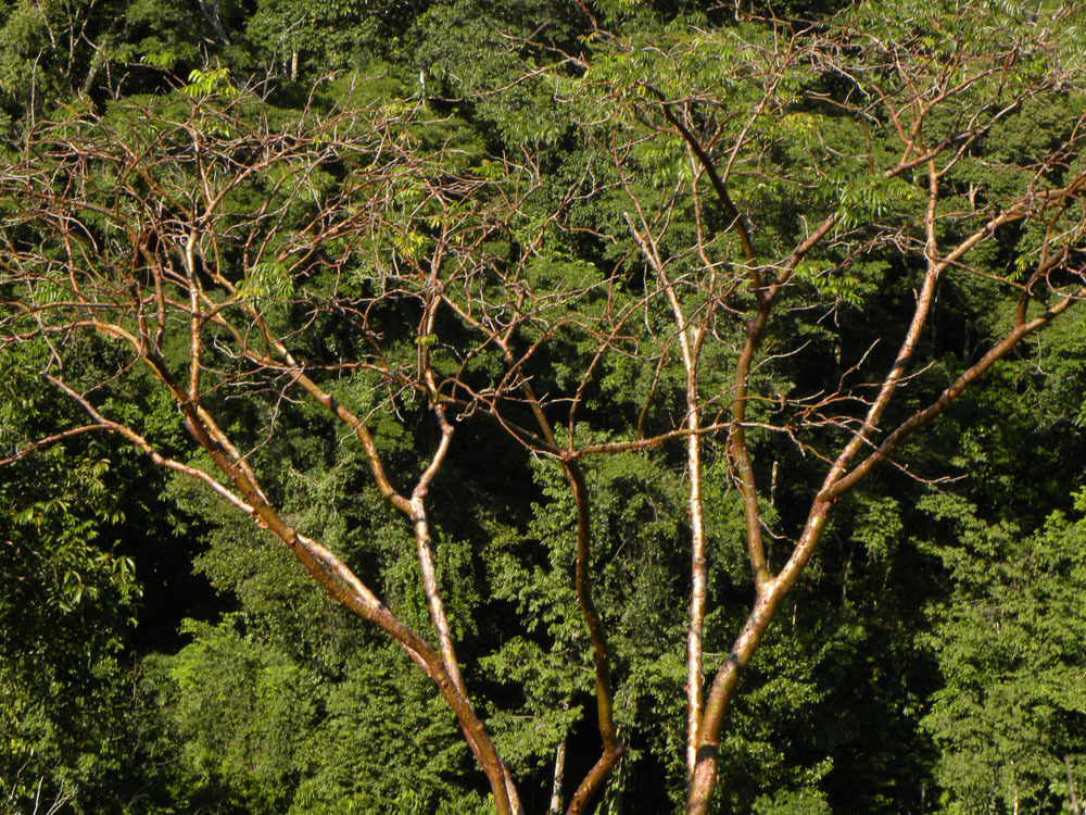 gumbo-limbo, copperwood, chaca, turpentine tree (Bursera simaruba