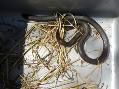 Atractaspis duerdeni