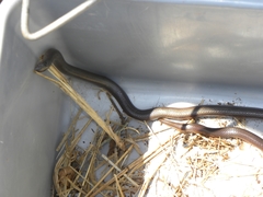 Atractaspis duerdeni