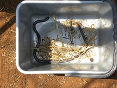 Atractaspis duerdeni