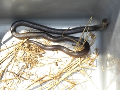 Atractaspis duerdeni