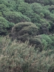 Olea europaea cerasiformis