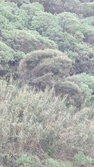 Olea europaea cerasiformis