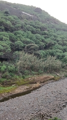 Olea europaea cerasiformis